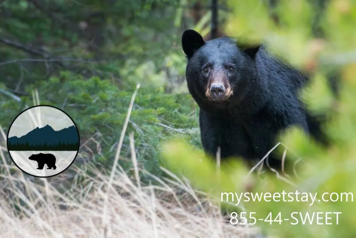 A scenic view of lush greenery with a black bear visible among the foliage, highlighting the proximity to natural attractions and wildlife. The image conveys adventure, exploration, and a sense of connection to the region's unique environment.